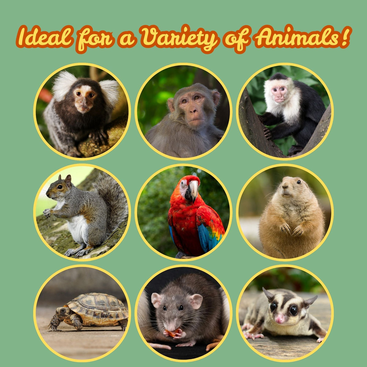 Monkey Biscuits