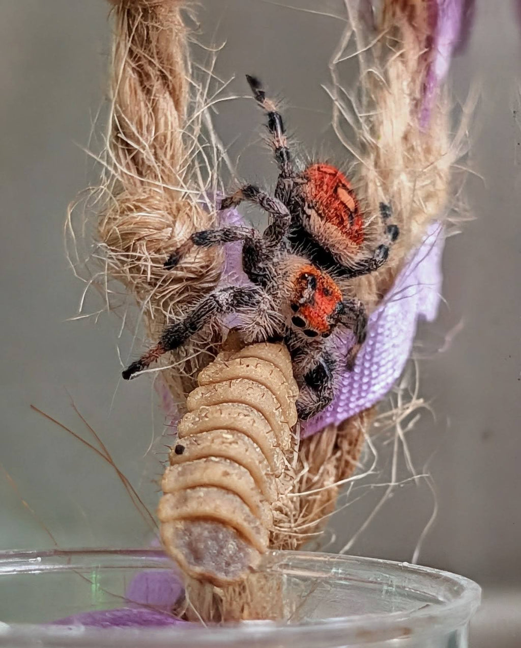Spider Bundle - Tiny Mealworms, Tiny BSFL, and Lesser Mealworms