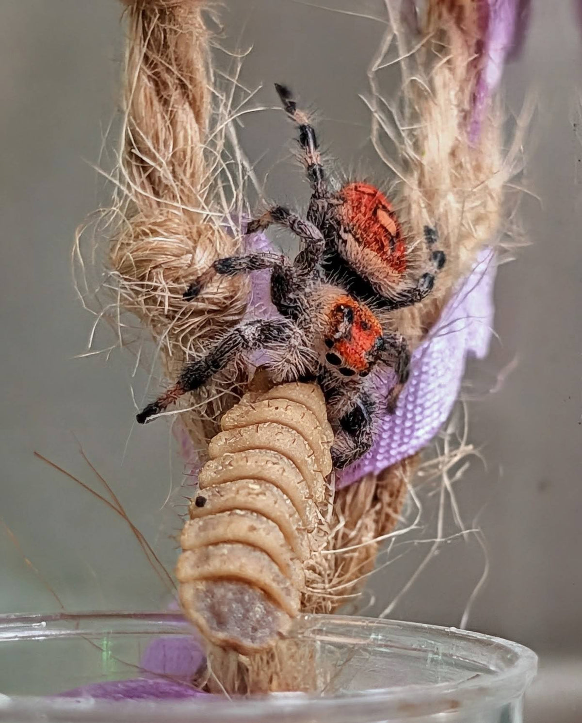 Spider Bundle - Tiny Mealworms, Tiny BSFL, and Lesser Mealworms