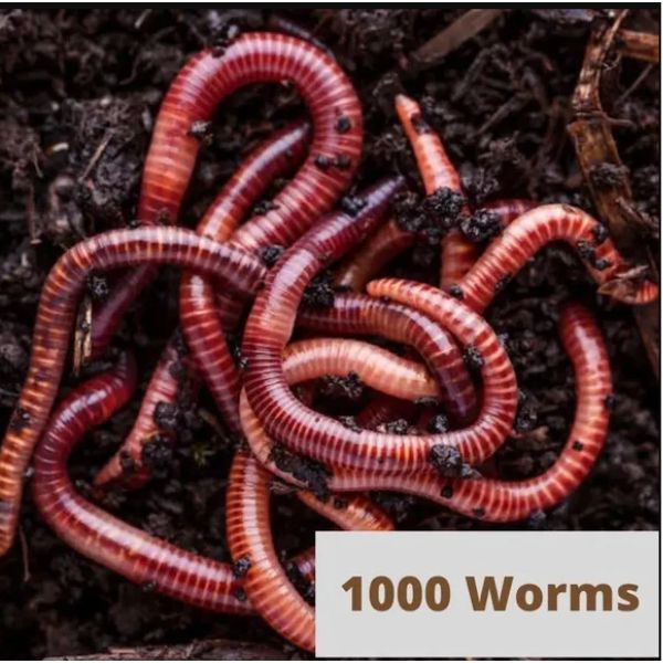 Beginner Worm Composting Kit