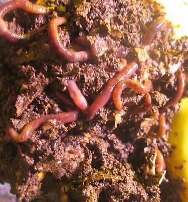 100  Red Wiggler Worms