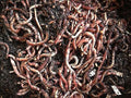 200 European Nightcrawlers