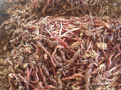 100  Red Wiggler Worms