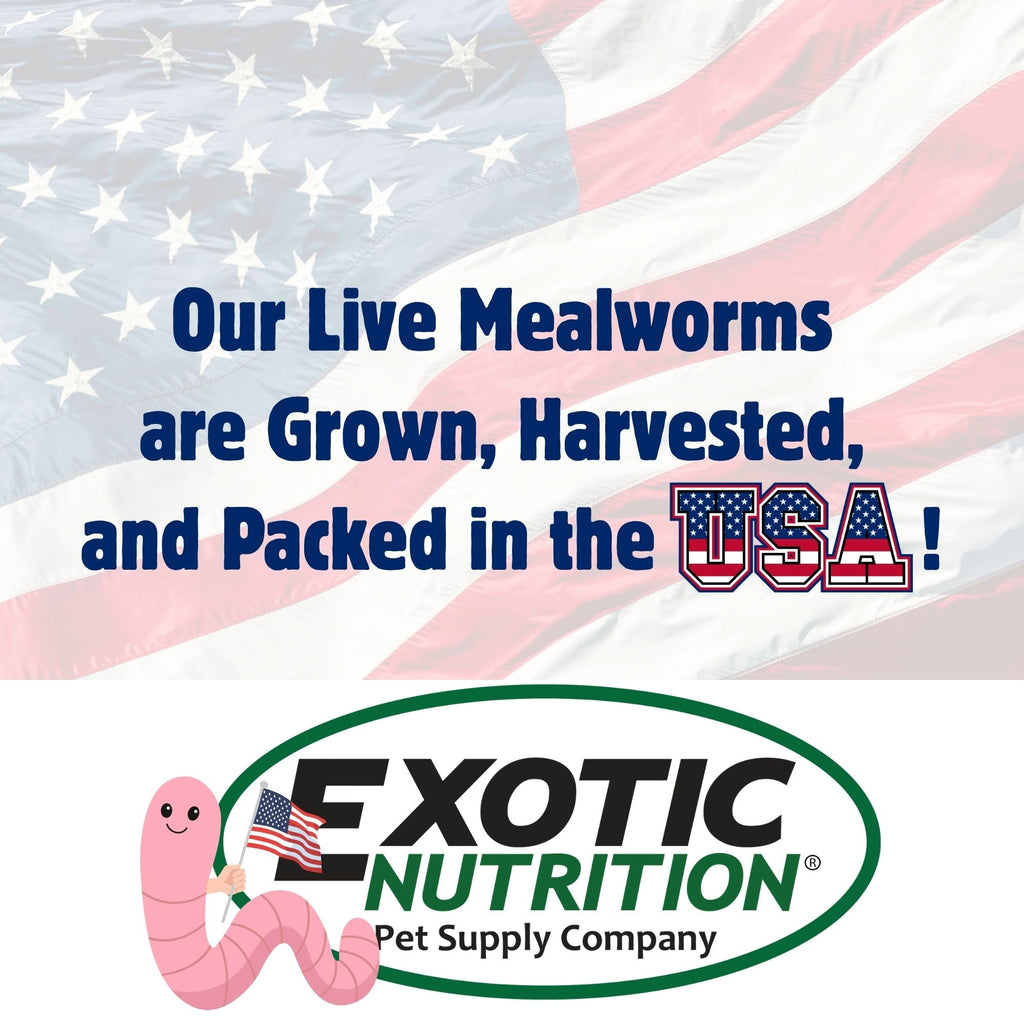 Mealworm Breeder Kit