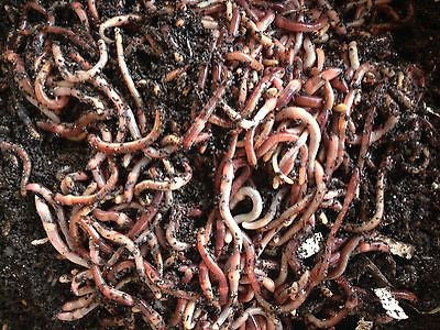 1000 ct  European Nightcrawlers Bait Size