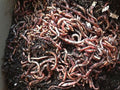 50 European Nightcrawlers