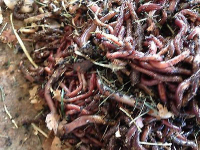 1lb Red Wigglers/European Nightcrawlers Mix