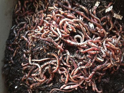 1 lb European Nightcrawlers