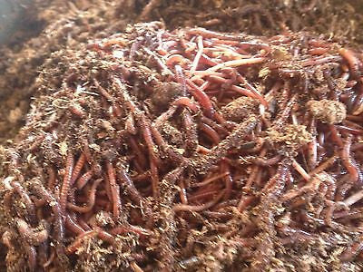 1Lb Red Wiggler Worms