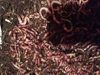 200 European Nightcrawlers
