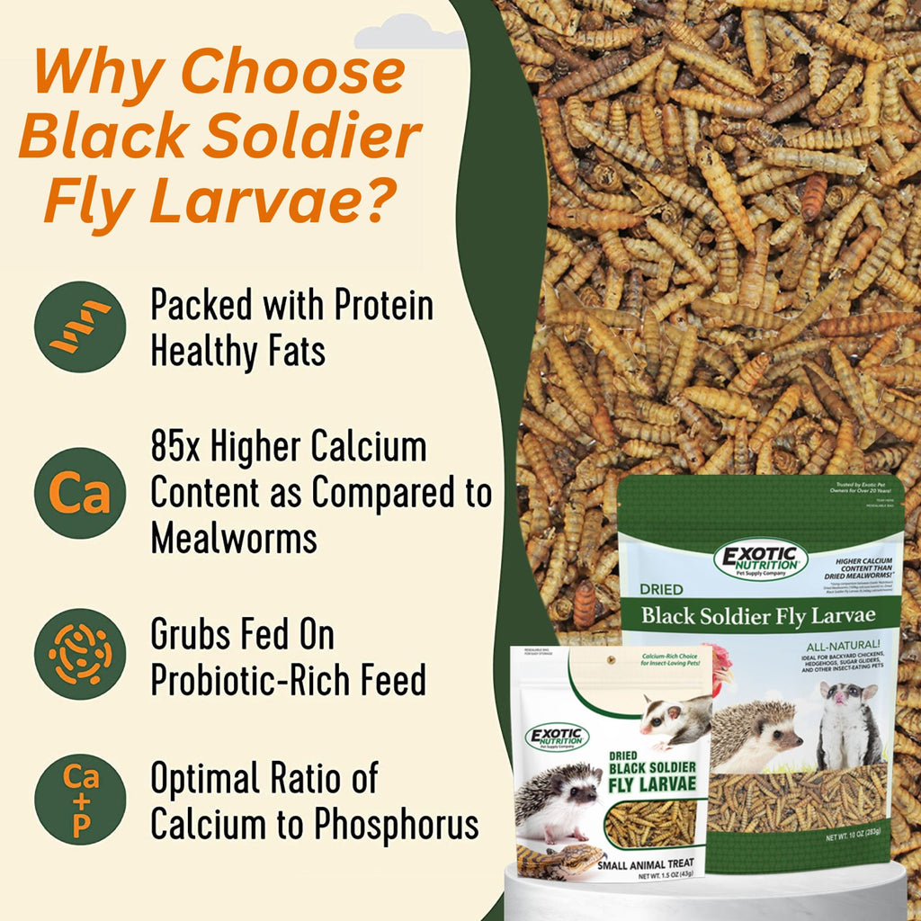 Dried Black Soldier Fly Larvae
