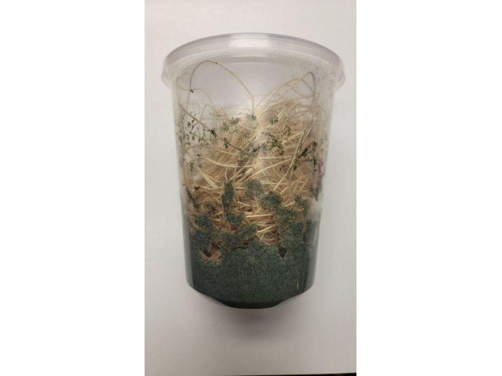 Fruit Flies - Wingless Melanogaster Culture - Free Shipping
