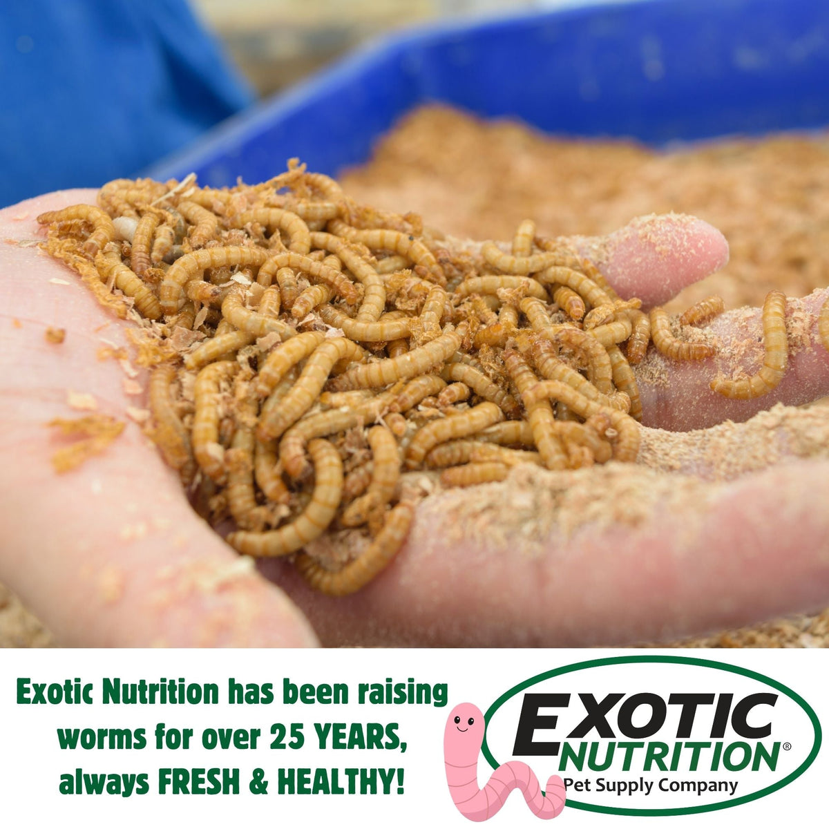 Medium Live Mealworms (1/2")