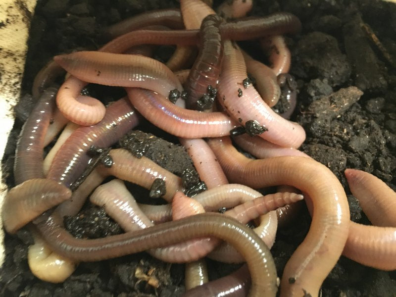 500 ct Canadian Nightcrawlers