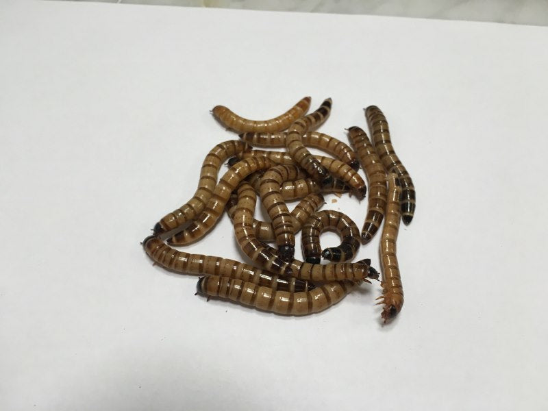 250 ct Large Superworms