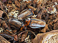 Orange Head Cockroaches