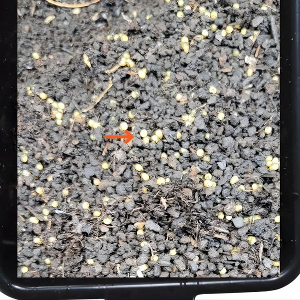 Pure Red Wigglers Worm Cocoons - Composting Worms Eisenia Fetida