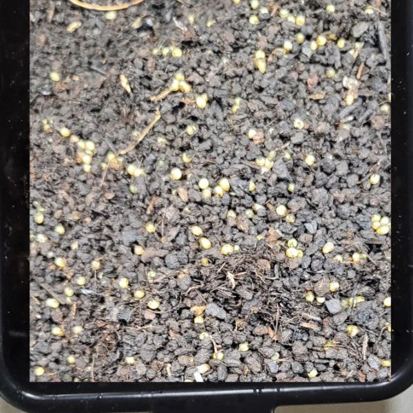 Pure Red Wigglers Worm Cocoons - Composting Worms Eisenia Fetida