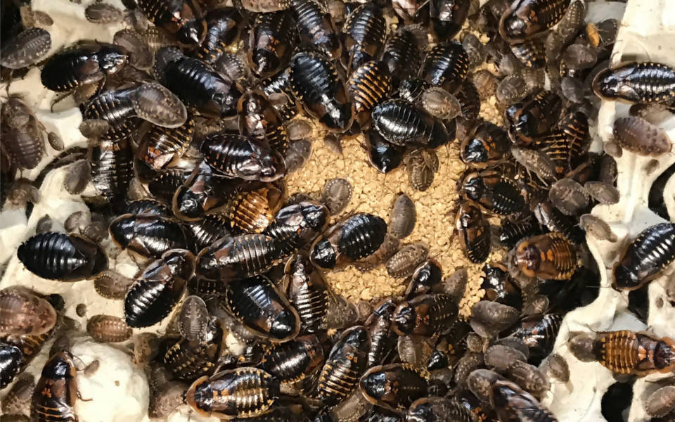 Dubia Roaches for Sale - Free Shipping