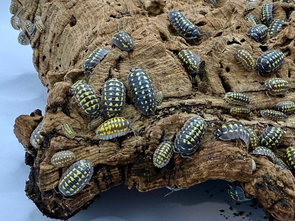 "High Yellow Spotted Giant" isopods (Armadillidium Gestroi)