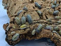 "High Yellow Spotted Giant" isopods (Armadillidium Gestroi)