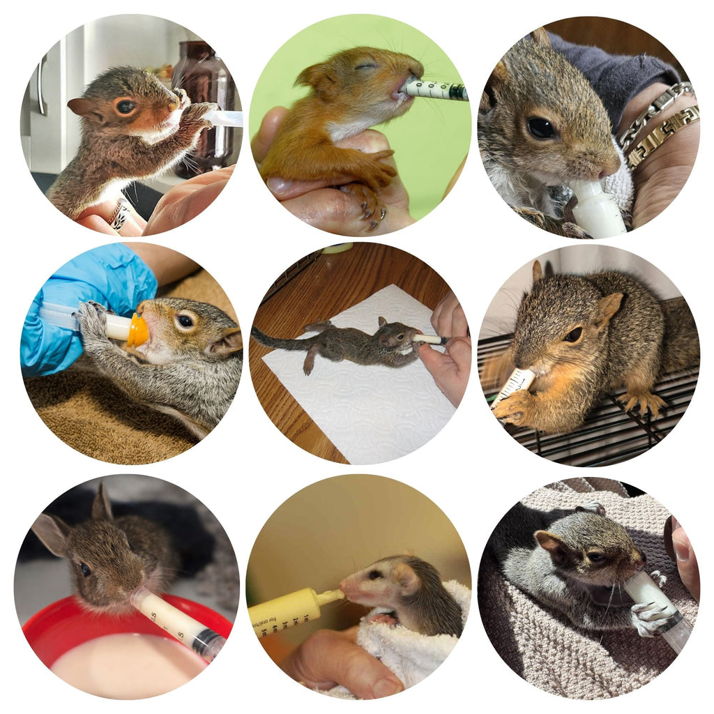 Baby Squirrel Nursing Set