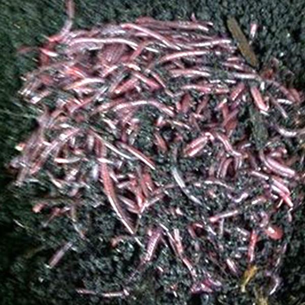 African Nightcrawlers (Eudrilus Eugeniae)