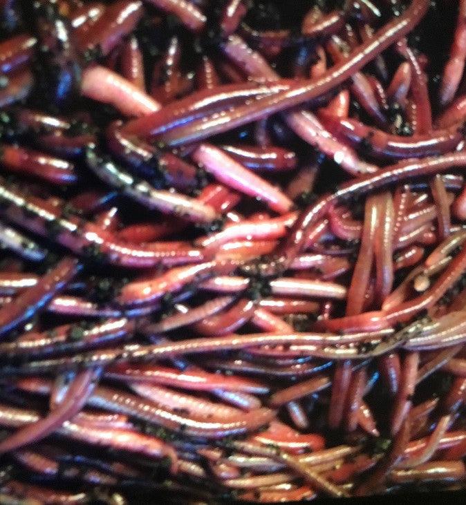 1 lb African Nightcrawlers