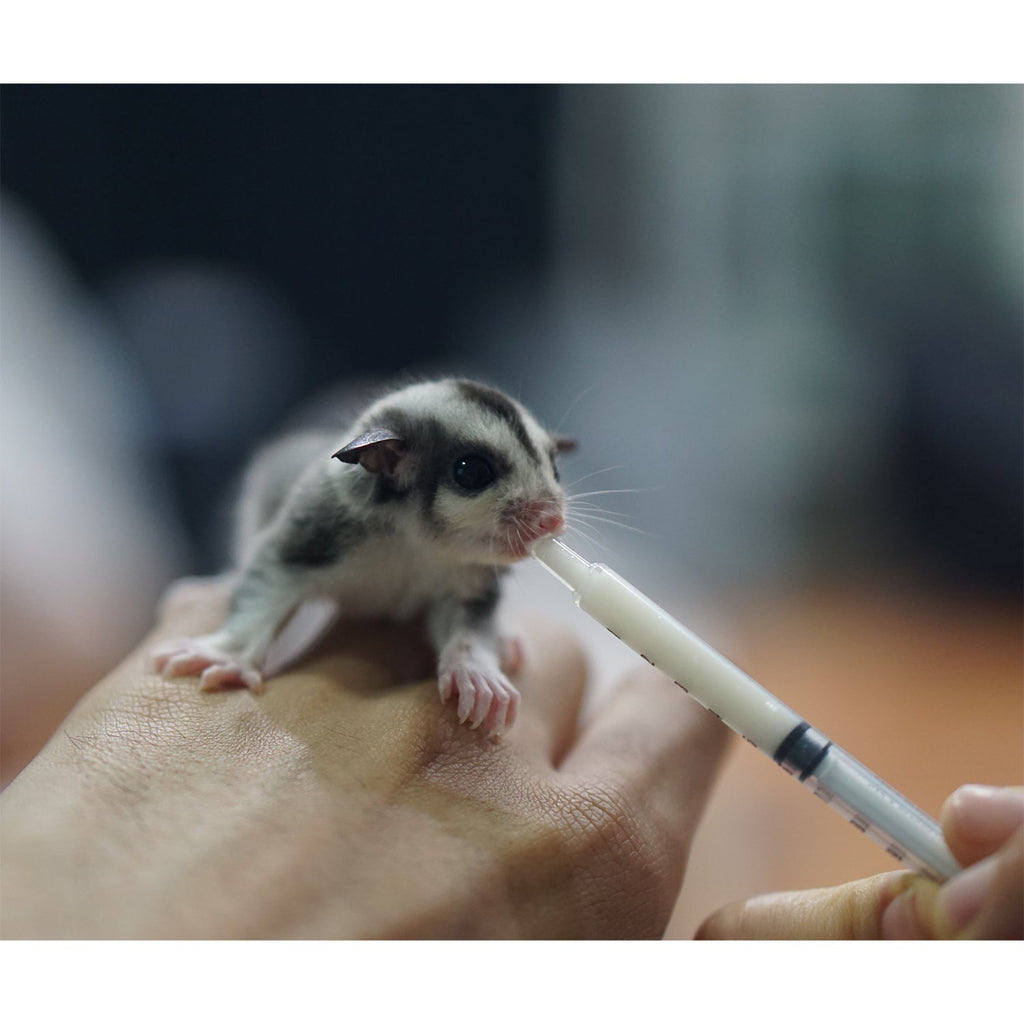 Sugar Glider Joey Nursing Set