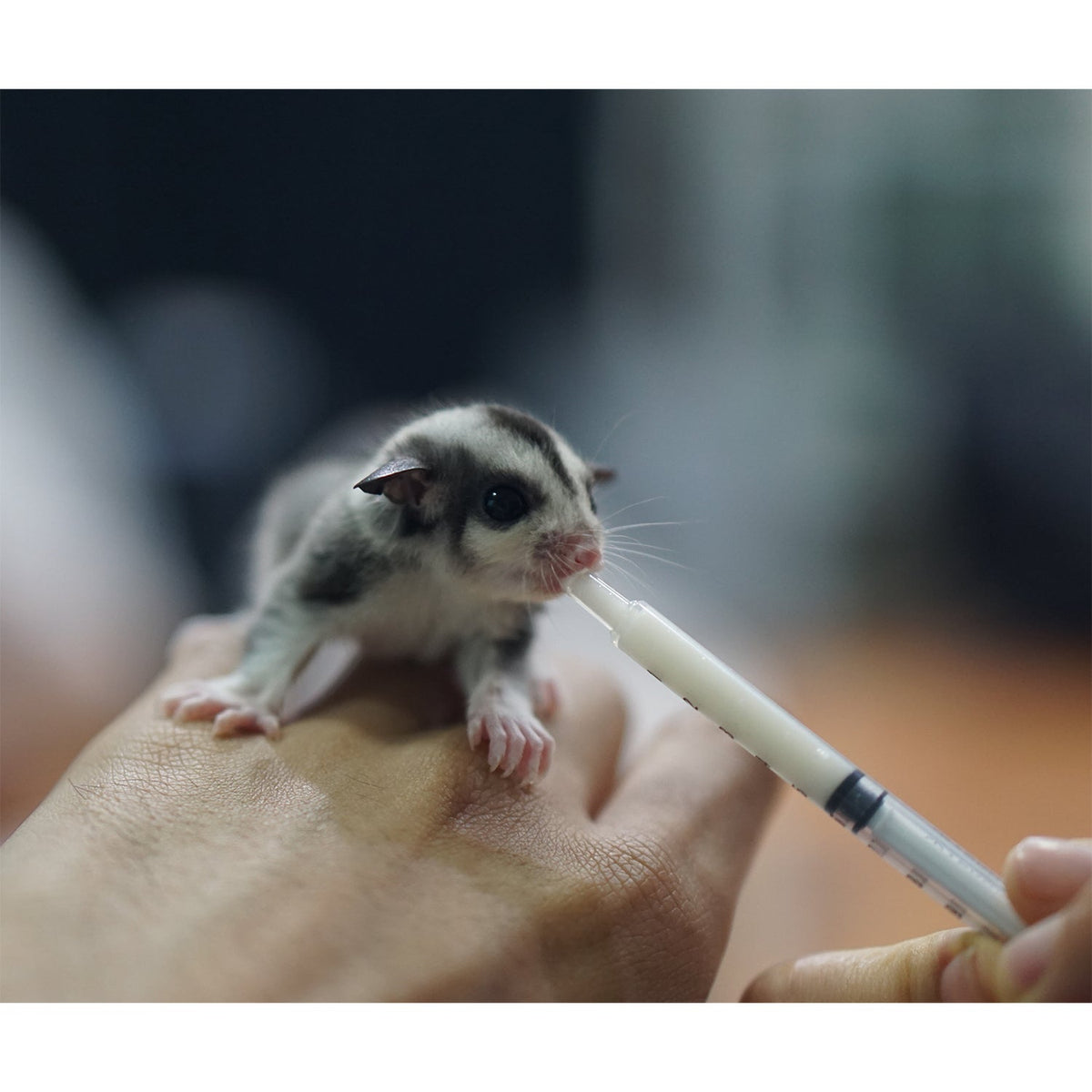 Sugar Glider Joey Nursing Set