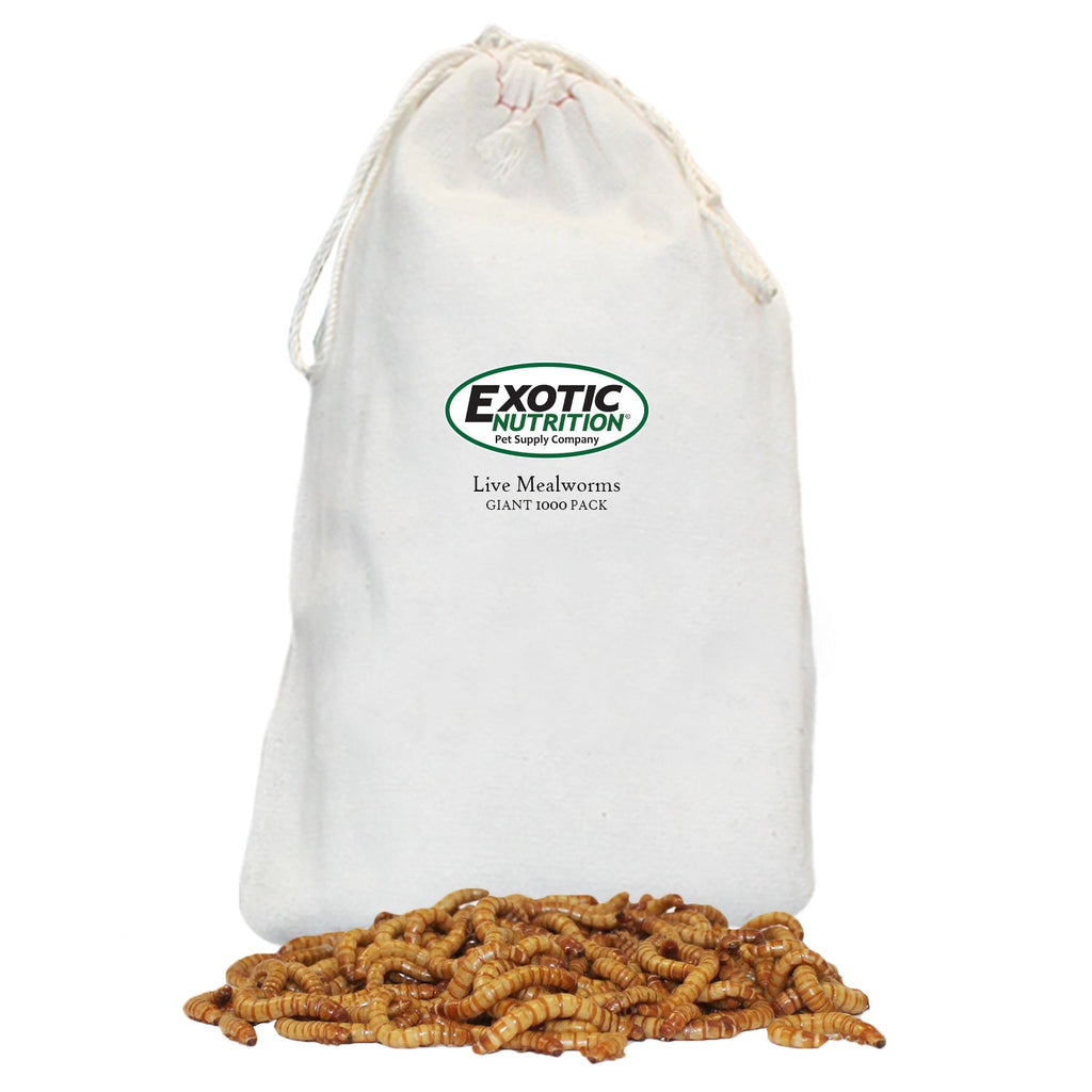 Giant Live Mealworms (1")