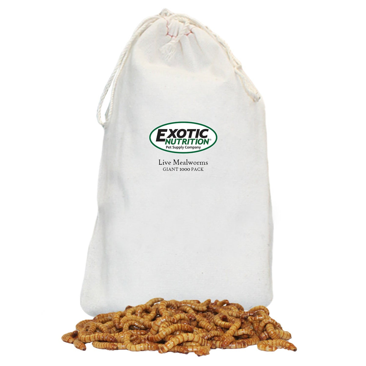 Giant Live Mealworms (1")