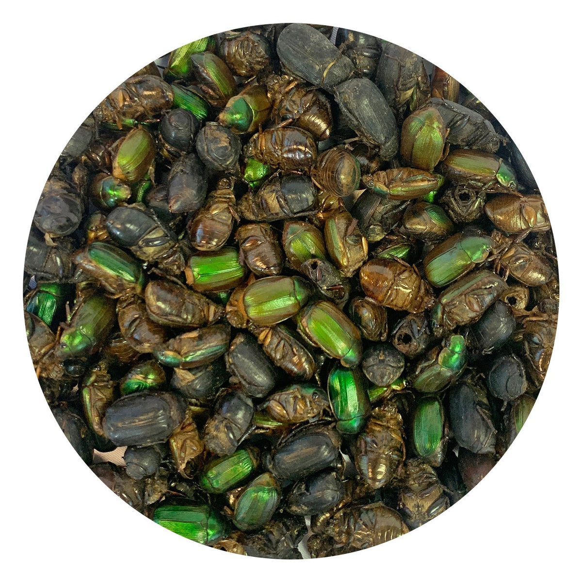 Beetle Craze