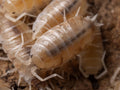 "Butter Pecan" Isopods (Porcellionides pruinosus)