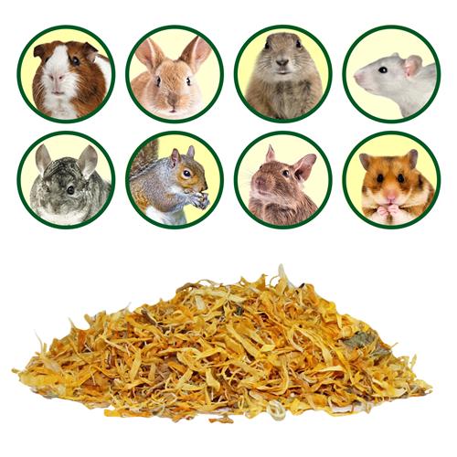 Chinchilla Treat Sampler