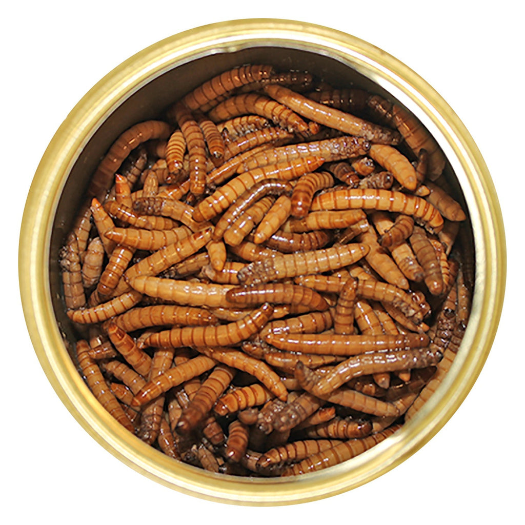 Canned Mealworms