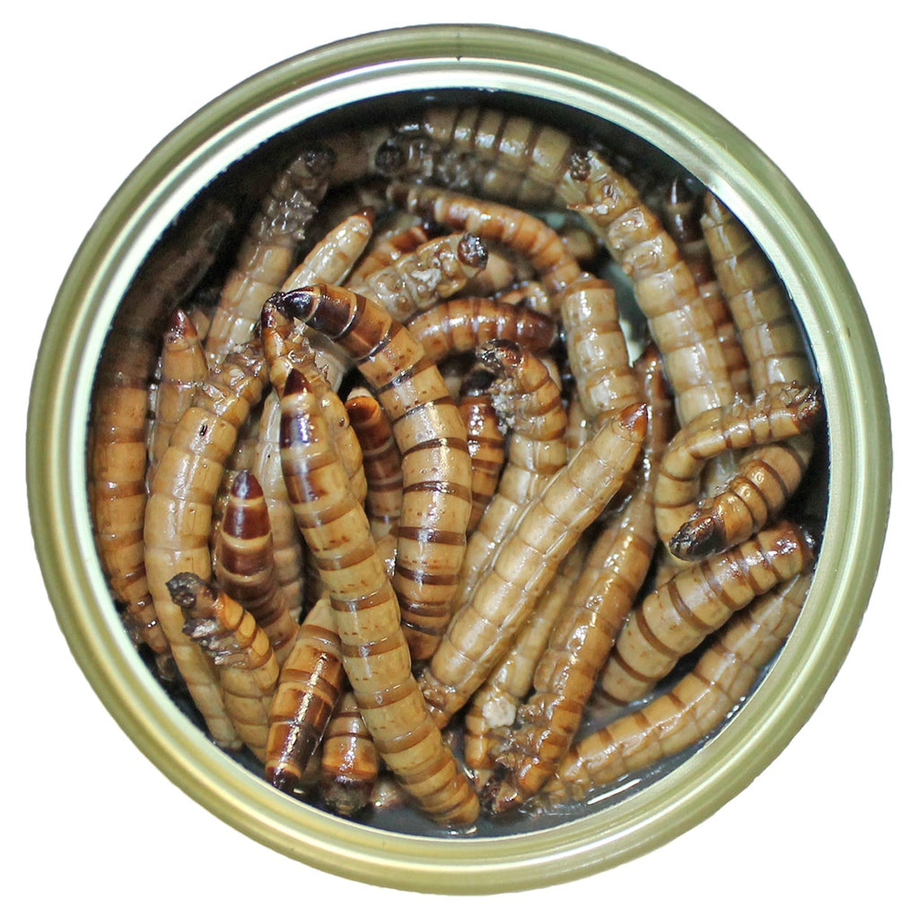 Canned Superworms