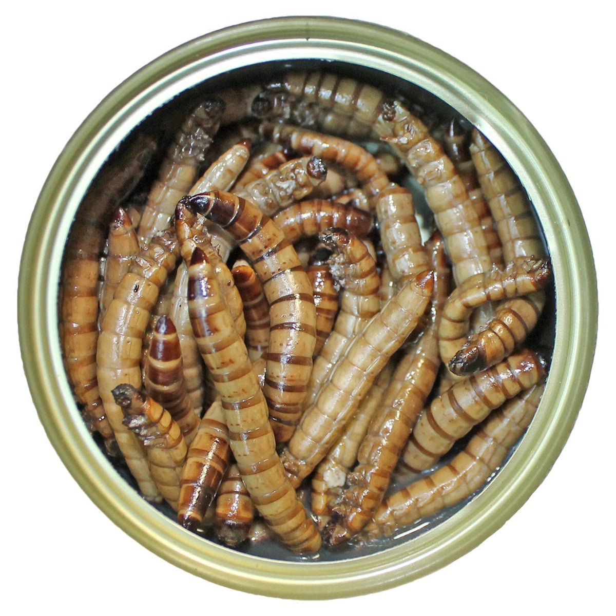 Canned Superworms