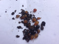 African Nightcrawler Cocoons For Sale