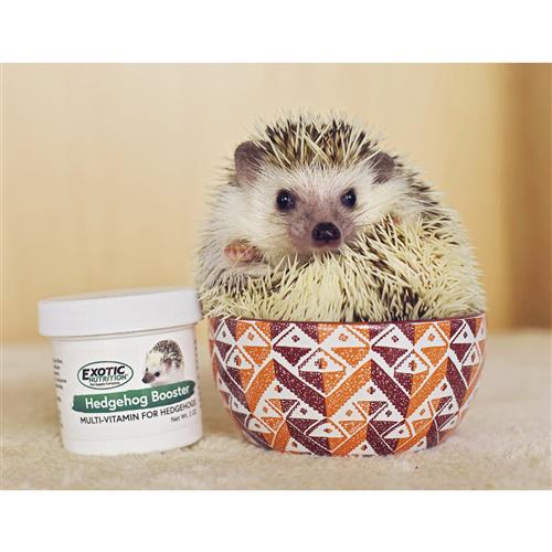 Hedgehog Starter Pack