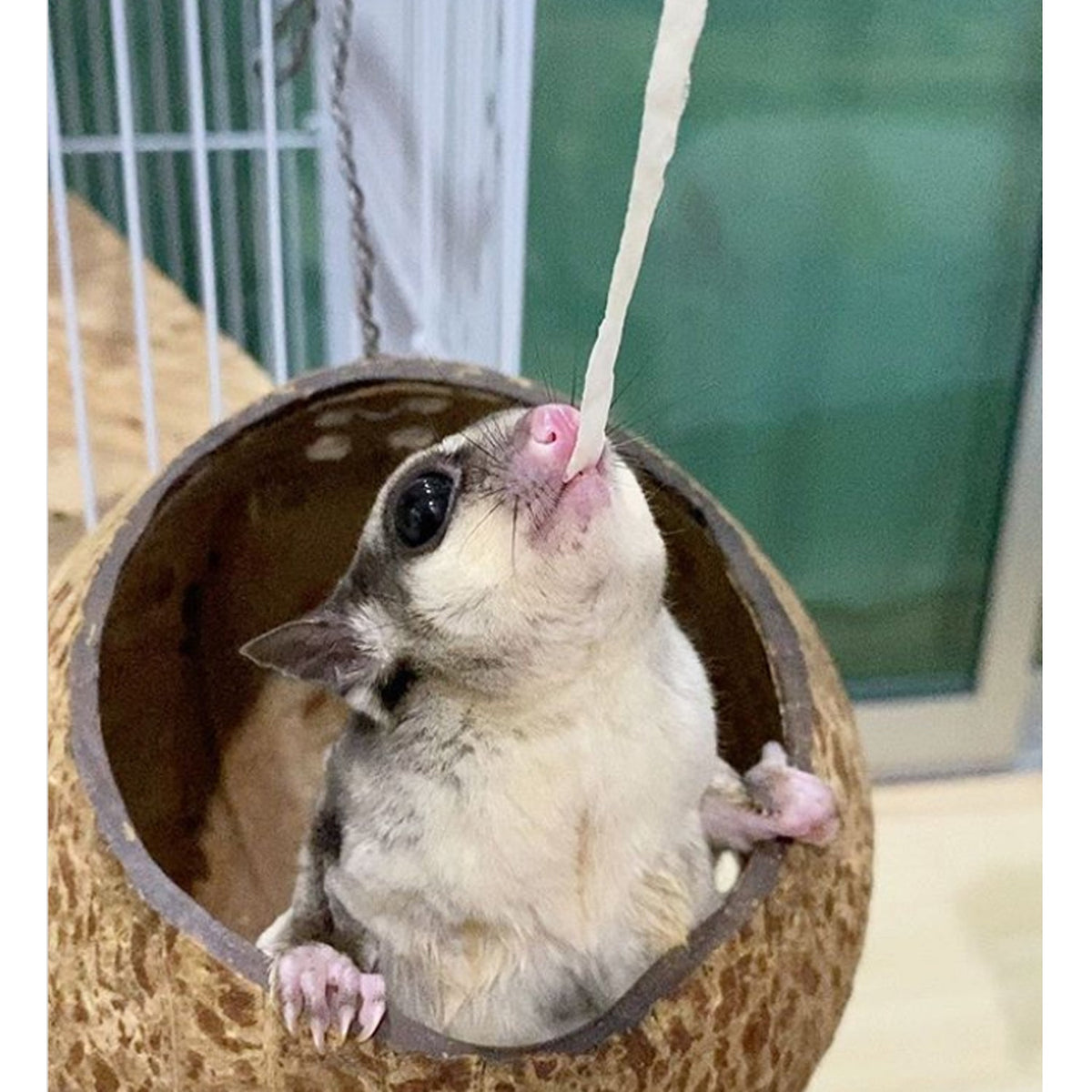 Sugar Glider Treat Bundle