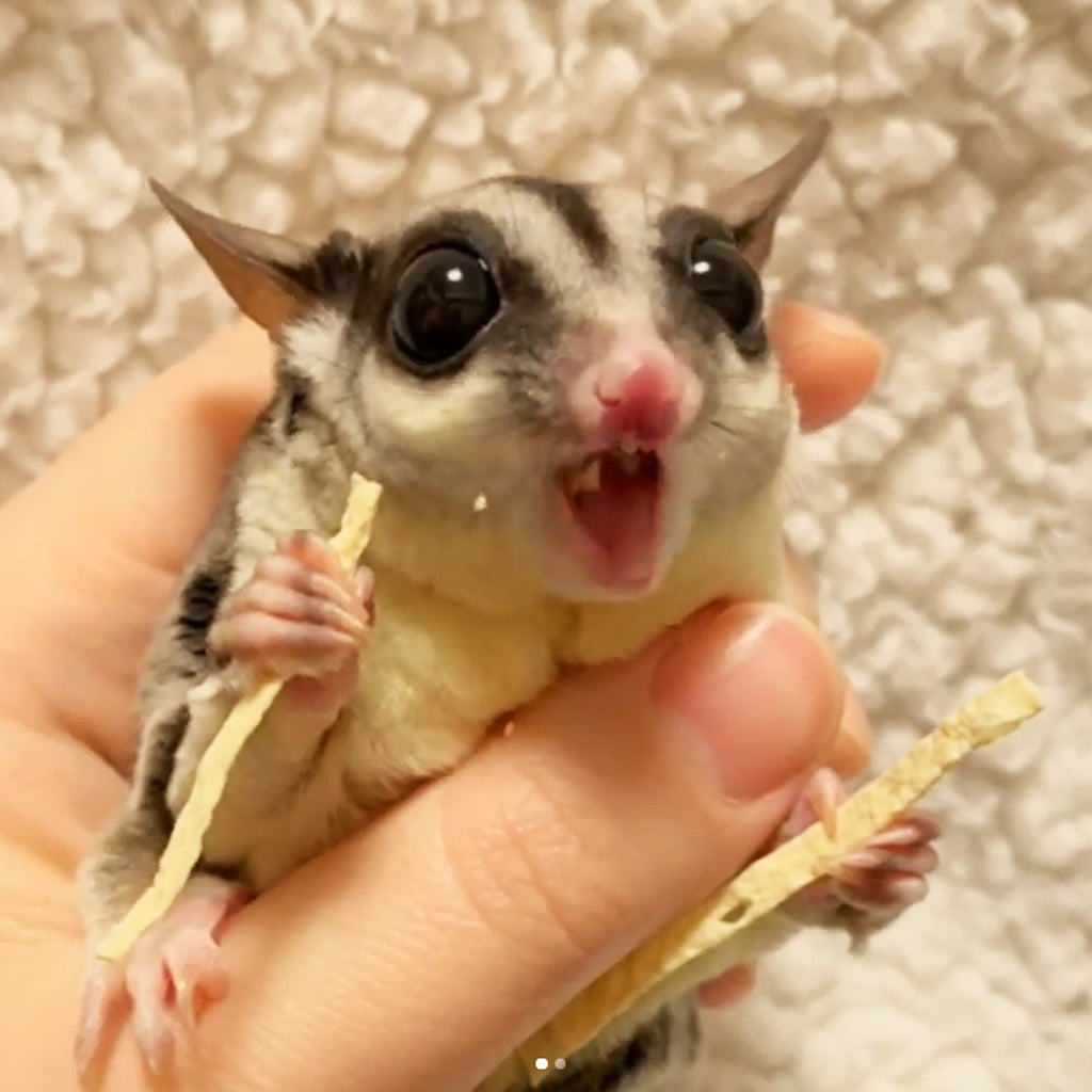 Sugar Glider Treat Bundle