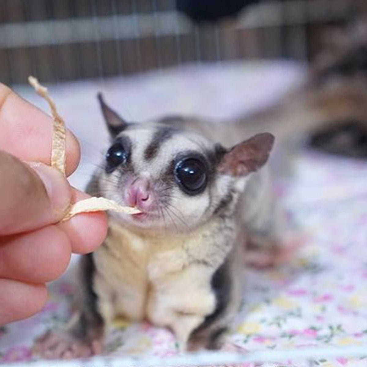 Sugar Glider Treat Bundle