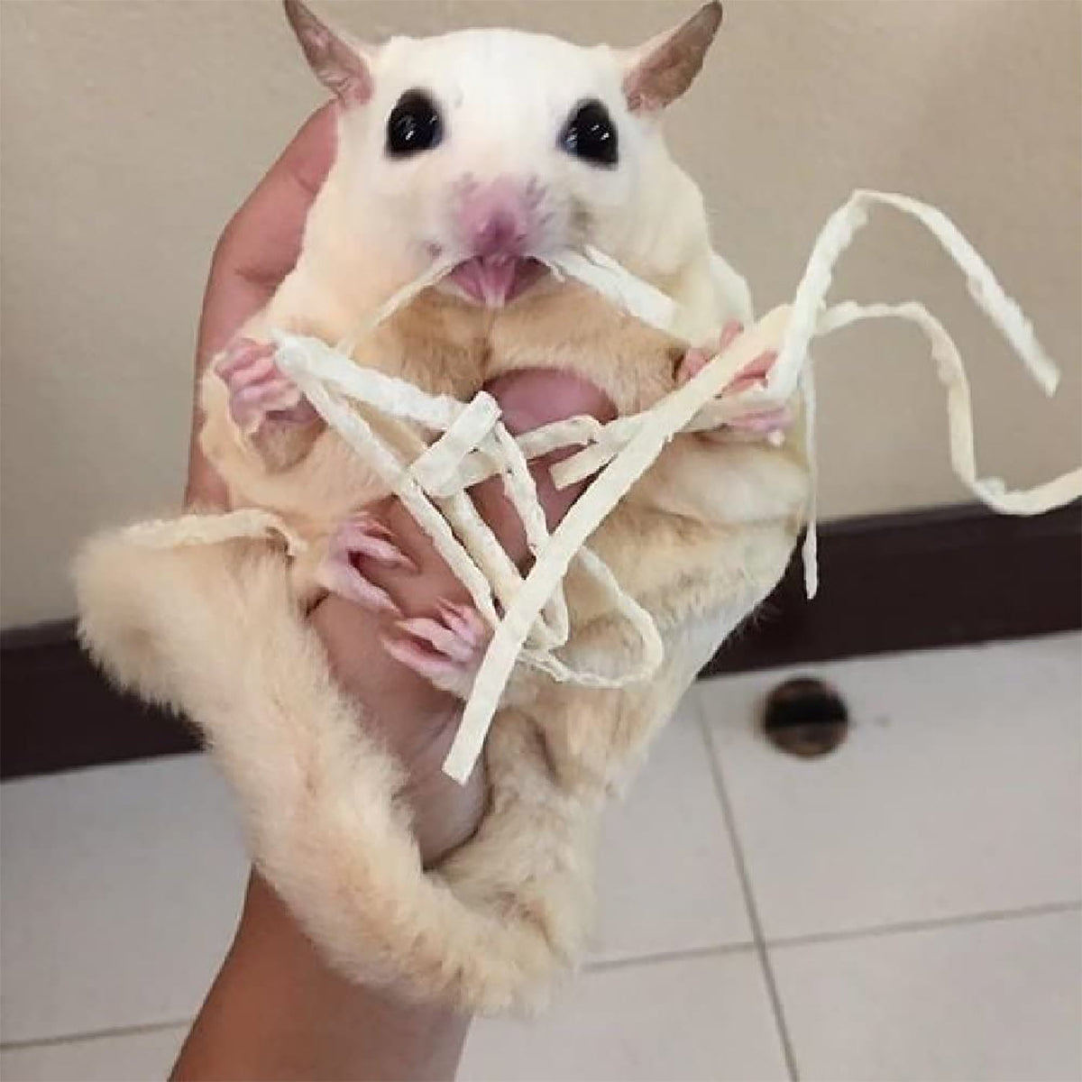 Sugar Glider Treat Bundle