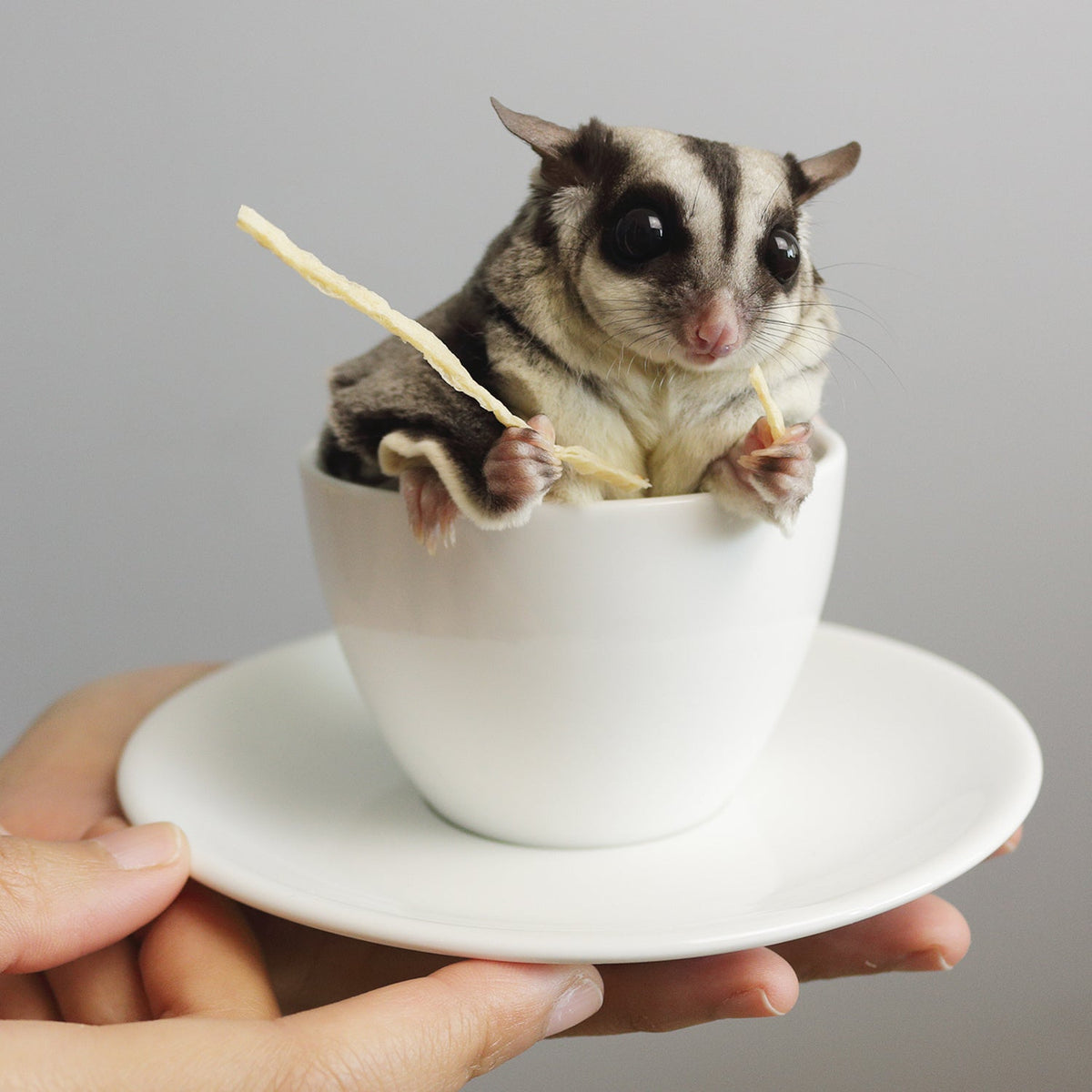 Sugar Glider Treat Bundle