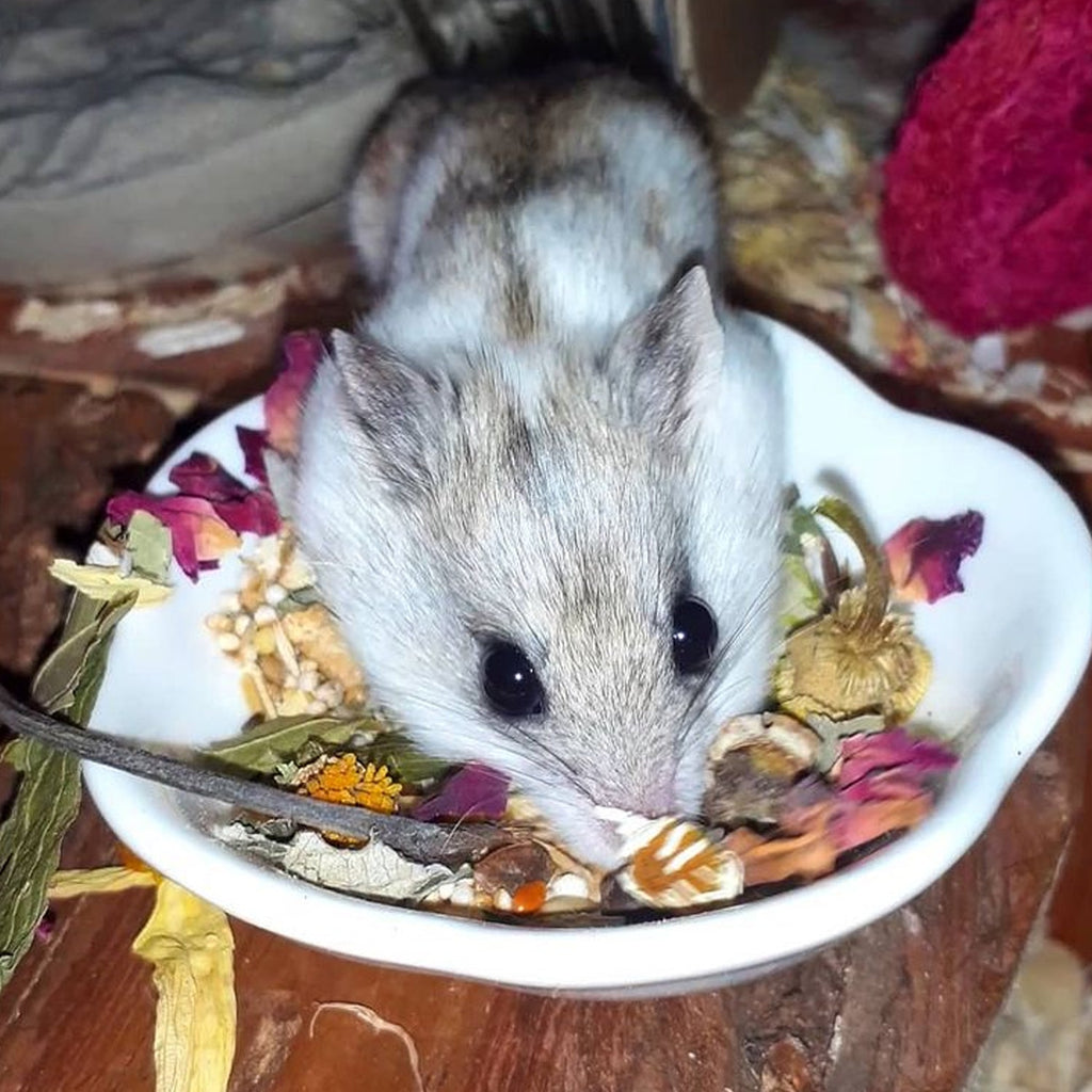 Chinchilla Treat Sampler