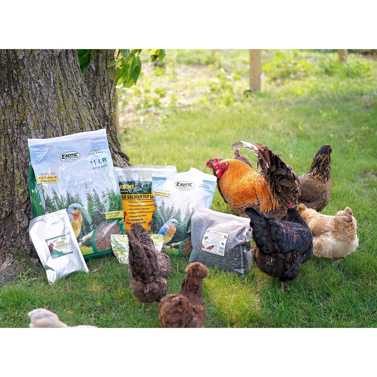 Worm Combo Pack / 5 lb. Mealworms & 5 lb. Grub-Worms