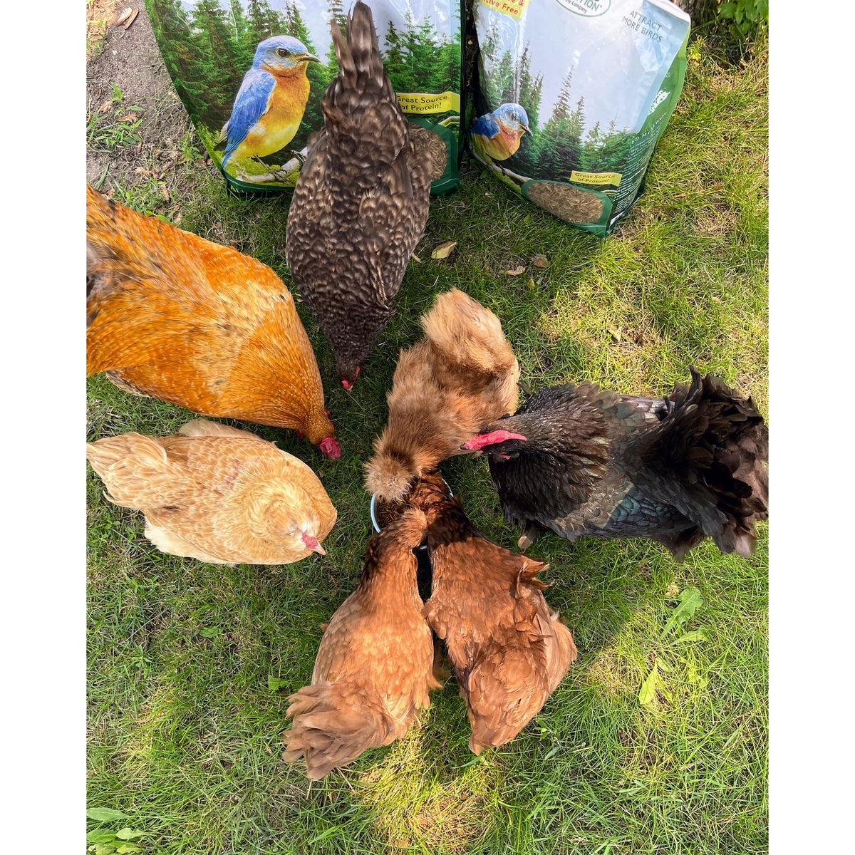 Chicken Treat 3 Pack
