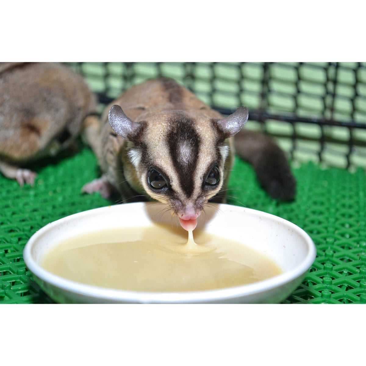 Glider Essential Deluxe Food Starter Package