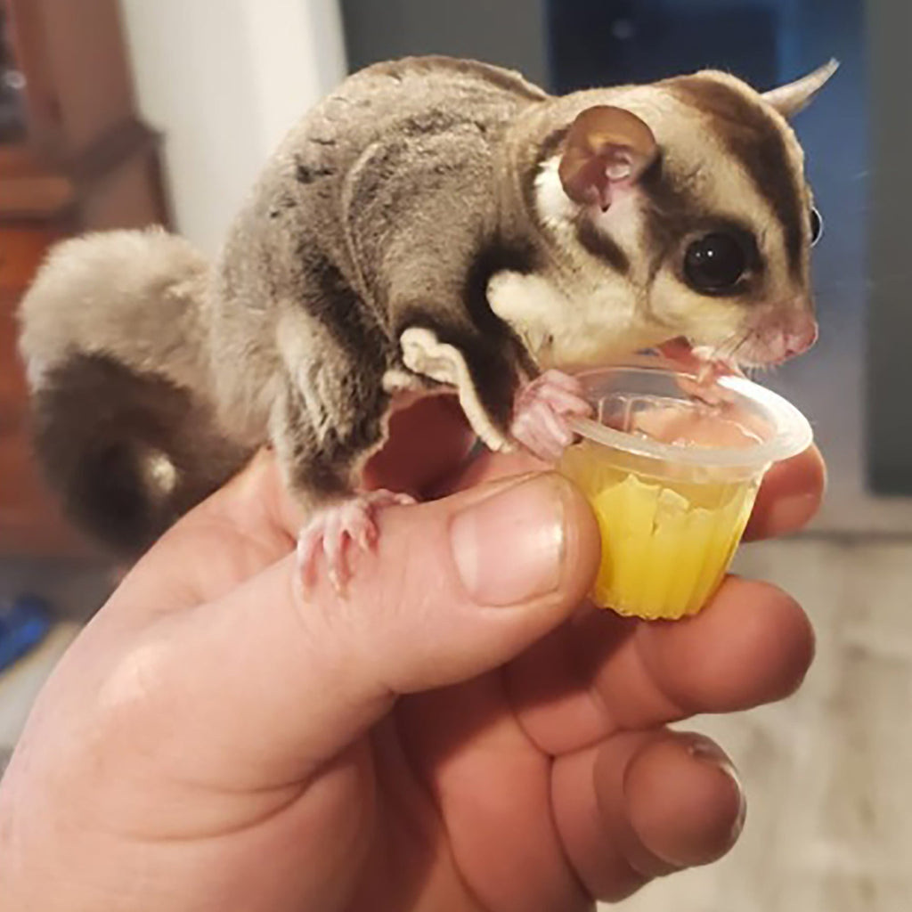 Sugar Glider Treat Bundle